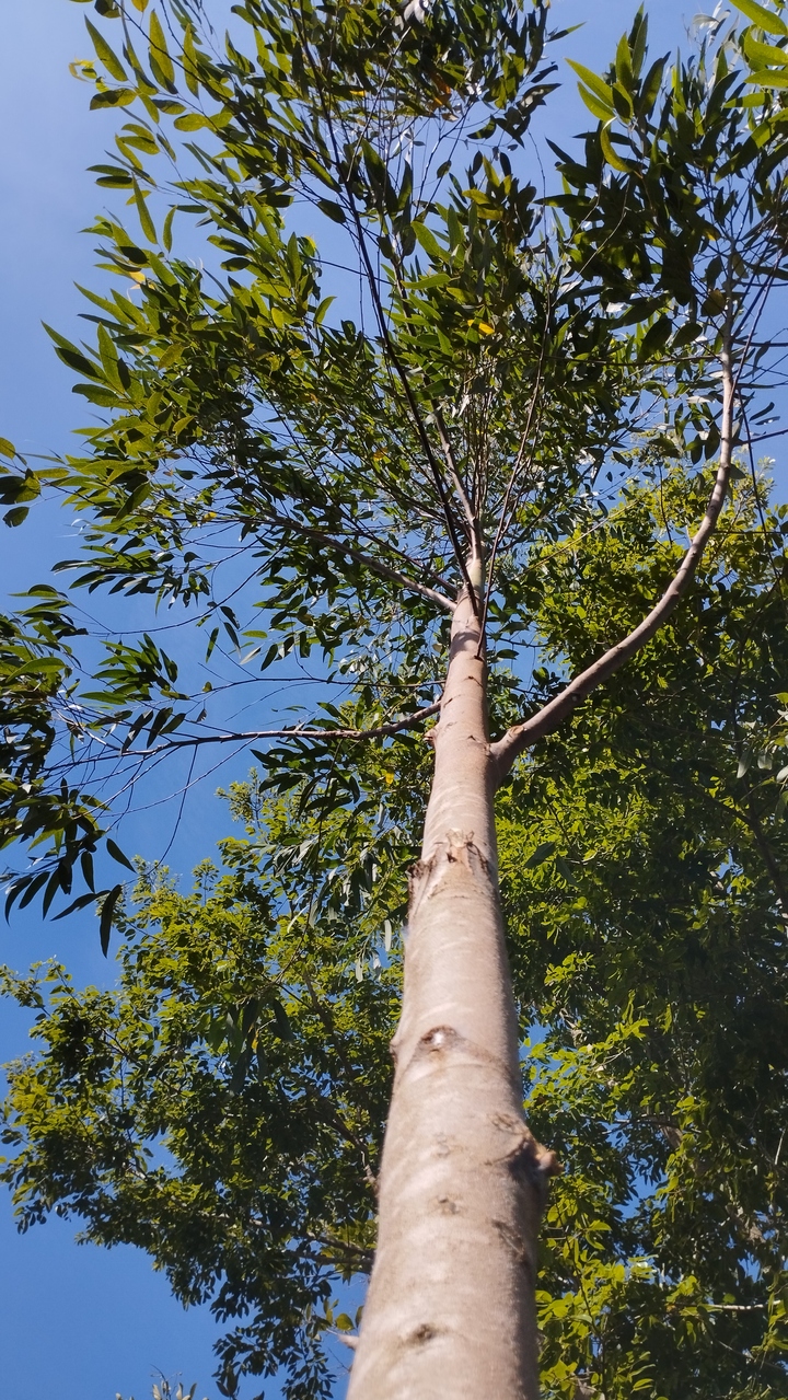 eucalipto - tronco
